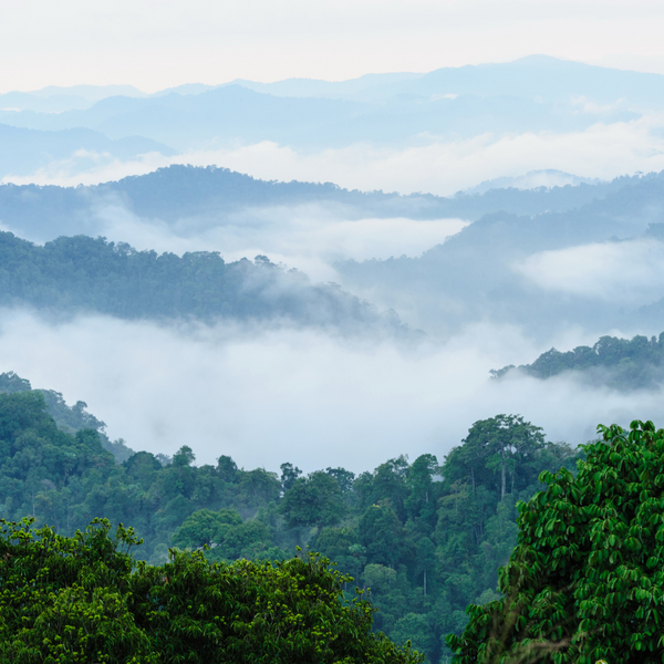 Mountain Mist Goat's Milk Artisan Soap